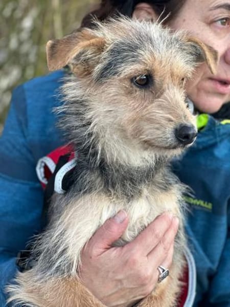 Roshi 1 Jahr W sucht ihren Kuschel Platz