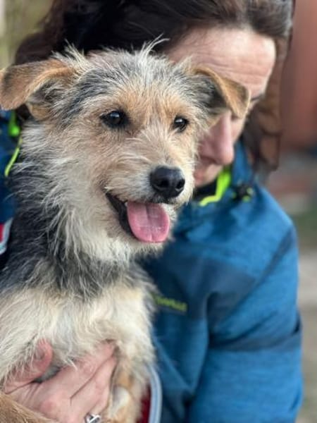 Roshi 1 Jahr W sucht ihren Kuschel Platz