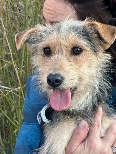 Roshi 1 Jahr W sucht ihren Kuschel Platz