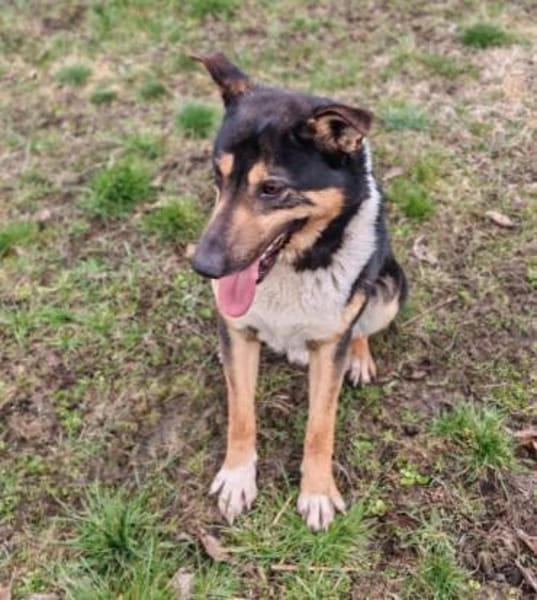 Champion der Fussballer