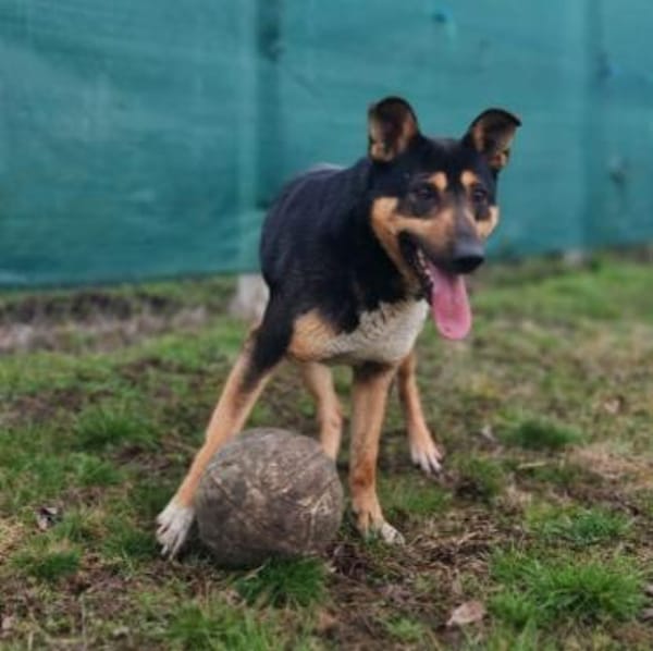 Champion der Fussballer