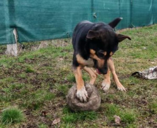 Champion der Fussballer