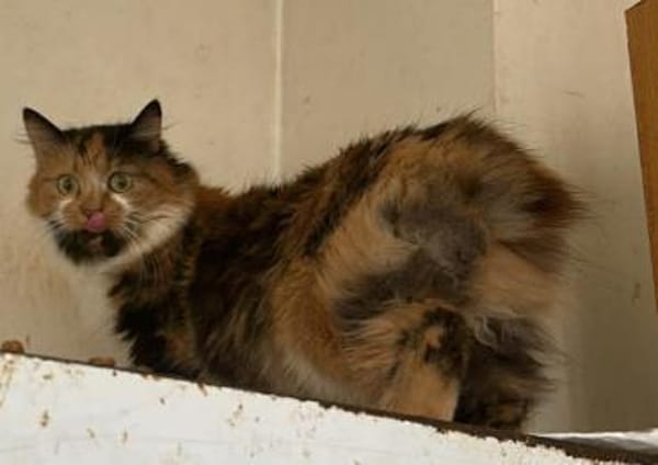 Lia, Schönheit sucht Gesellschaft