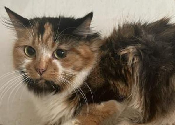 Lia, Schönheit sucht Gesellschaft