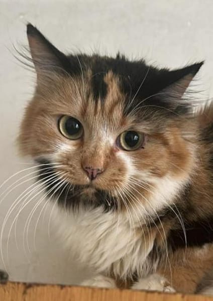 Lia, Schönheit sucht Gesellschaft