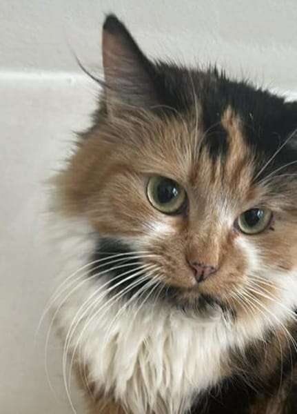 Lia, Schönheit sucht Gesellschaft