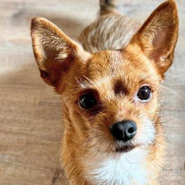 Bobby - möchte ausgelastet werden