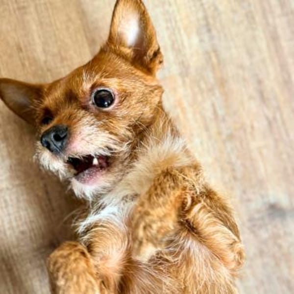 Bobby - möchte ausgelastet werden