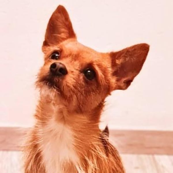 Bobby - möchte ausgelastet werden