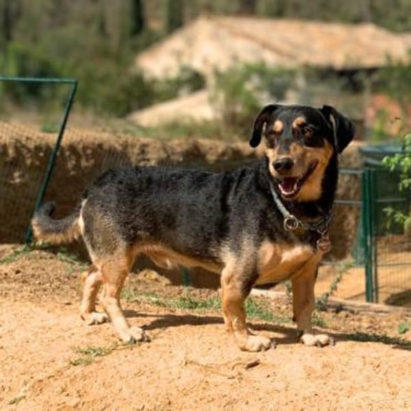 Freddy - ist sehr verkuschelt