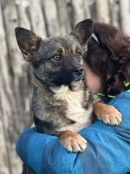 Abby 2023 W sucht ihr Glück