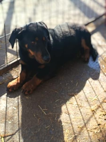 Rony möchte gerne ein Kuschelkissen