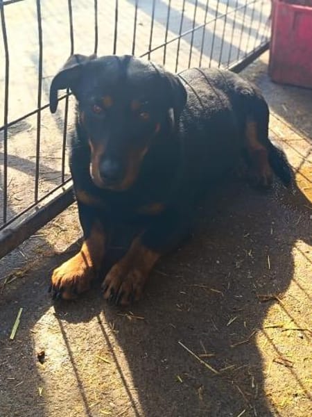 Rony möchte gerne ein Kuschelkissen