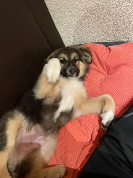 Welpenbub Lino sucht ein Zuhause