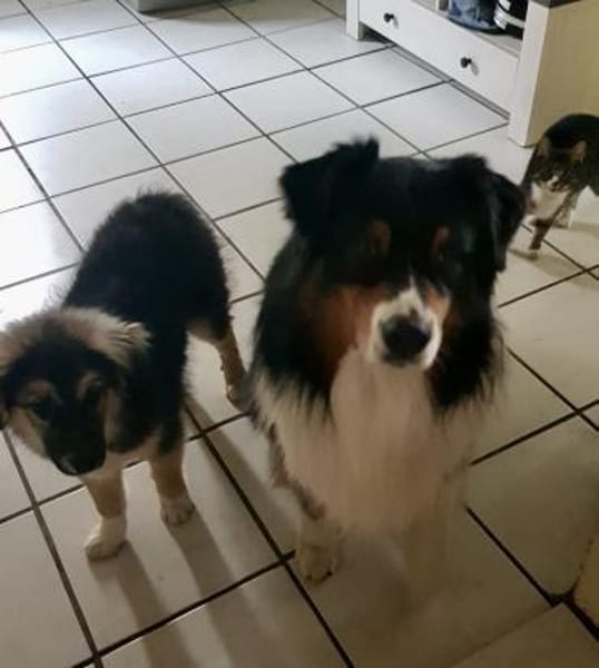 Welpenbub Lino sucht ein Zuhause