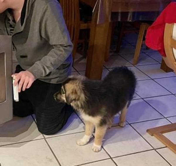 Welpenbub Lino sucht ein Zuhause