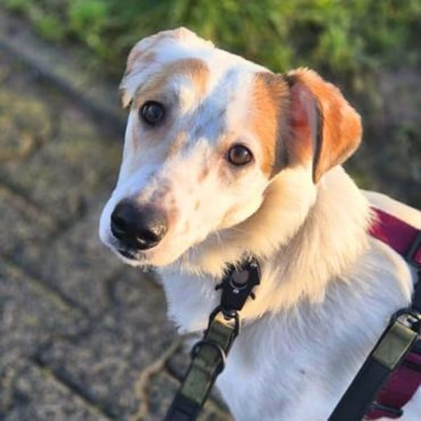 Sky - sehr offen&verschmust