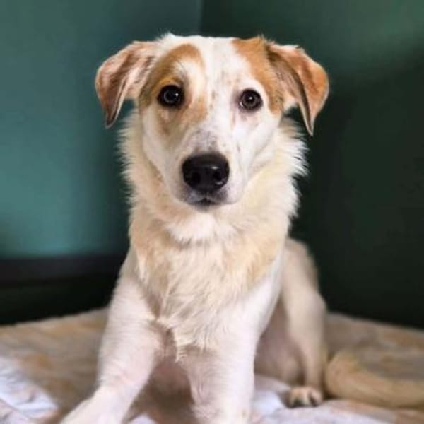 Sky - sehr offen&verschmust