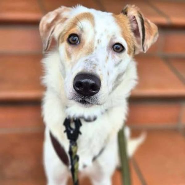 Sky - sehr offen&verschmust