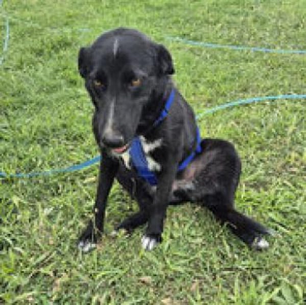 Sofia - menschenbezogene Schmusebacke