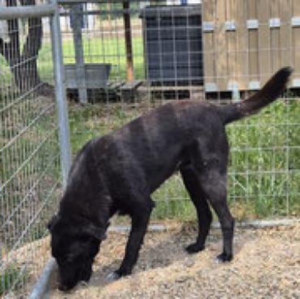 Sofia - menschenbezogene Schmusebacke