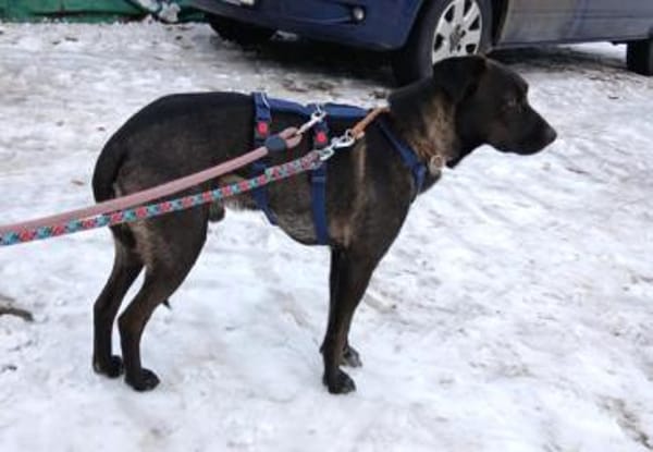 Porthos1 sucht ein Zuhause