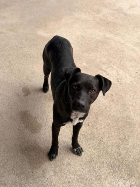 Porthos1 sucht ein Zuhause