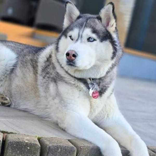 Bo - genießt Nähe&Streicheleinheiten