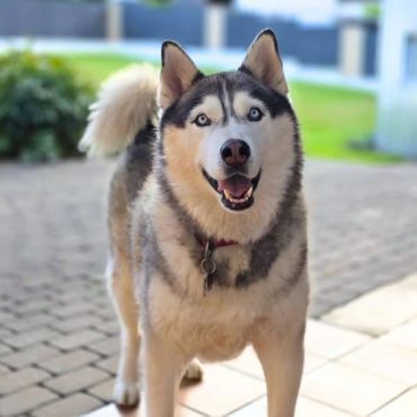 Bo - genießt Nähe&Streicheleinheiten