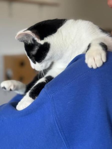 Ella  neugierig trotz Handicap