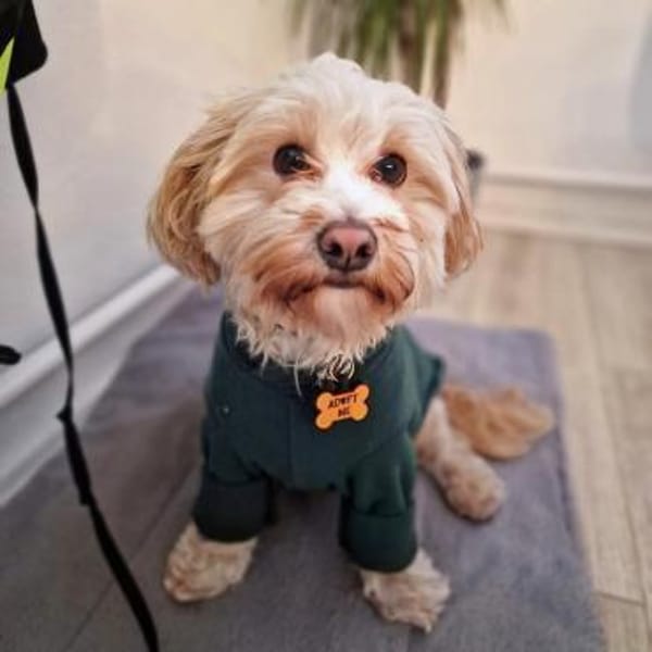 Rudi - ein süßer kleiner Hund