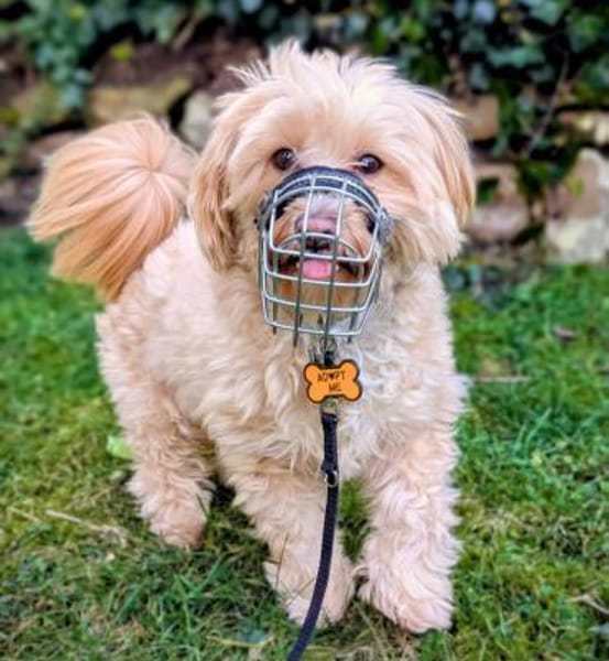 Rudi - ein süßer kleiner Hund