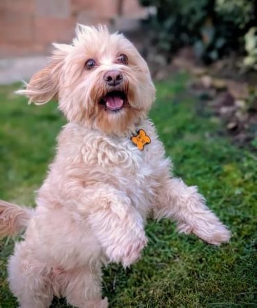 Rudi - ein süßer kleiner Hund