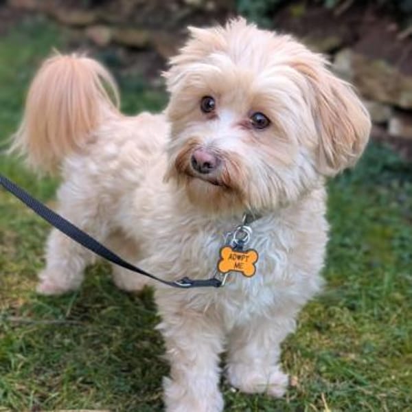 Rudi - ein süßer kleiner Hund