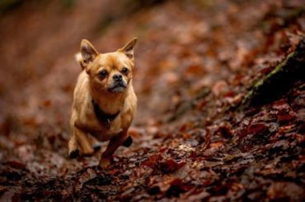 Lino - bitte gib ihm eine Chance