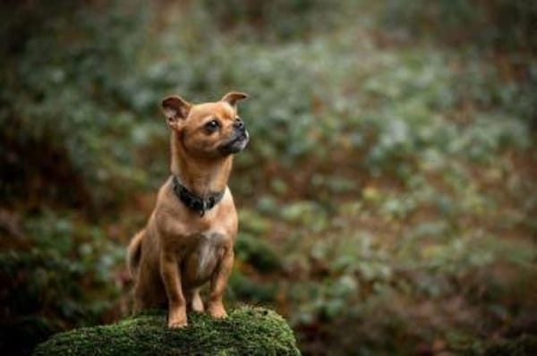 Lino - bitte gib ihm eine Chance