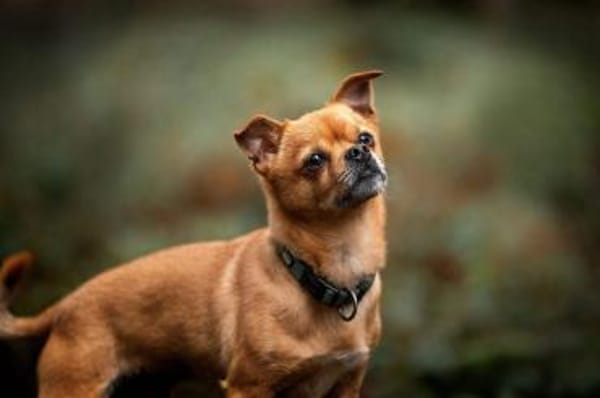 Lino - bitte gib ihm eine Chance