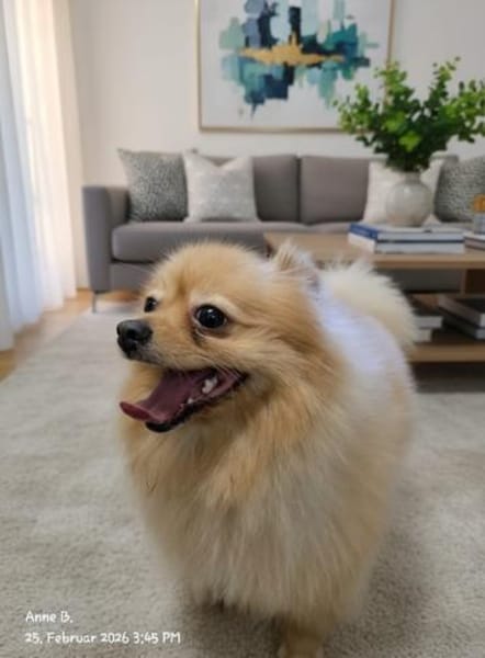 Pomeranian sucht tolle Menschen