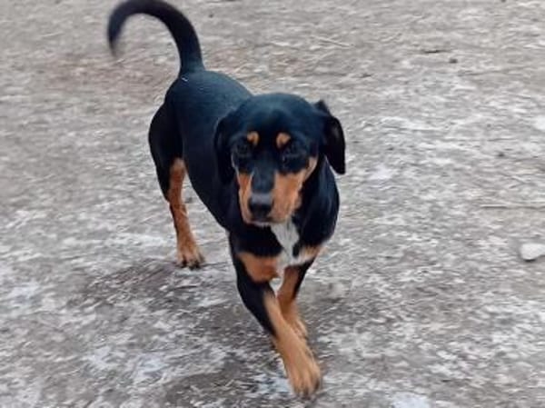 Liebenswerter, freundlicher Chip