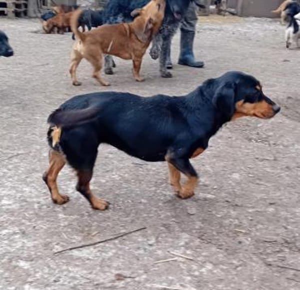Liebenswerter, freundlicher Chip