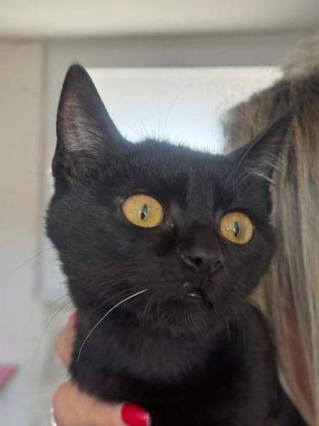 Baghira kleines Katzenmädchen sucht Dich