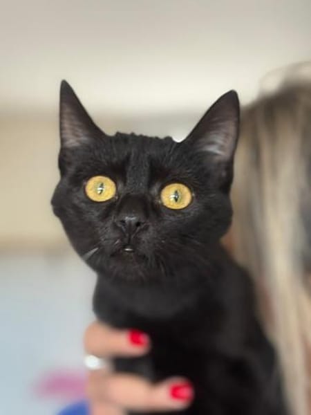 Baghira kleines Katzenmädchen sucht Dich