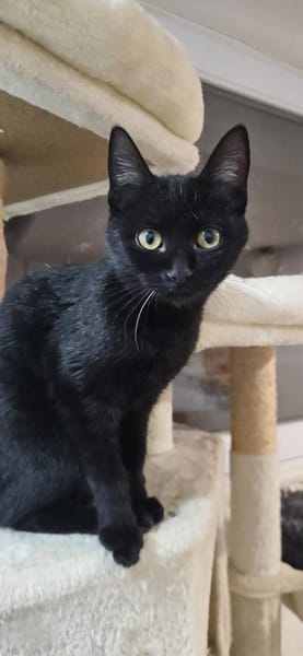 Baghira kleines Katzenmädchen sucht Dich