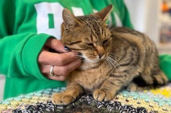 Muffin- verschmuster Kater sucht Zuhause