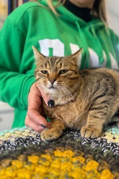 Muffin- verschmuster Kater sucht Zuhause