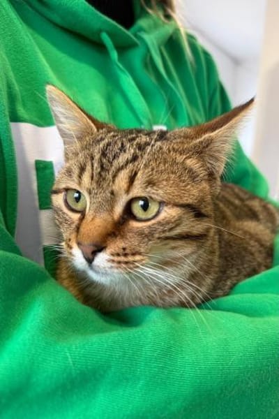 Muffin- verschmuster Kater sucht Zuhause