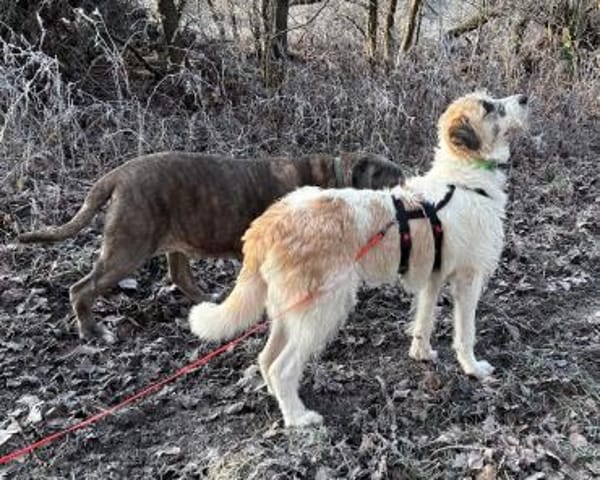 Fussel, verschmust, lernwillig, offen