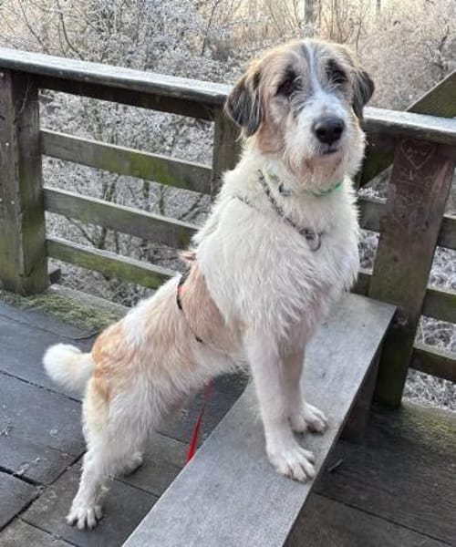 Fussel, verschmust, lernwillig, offen