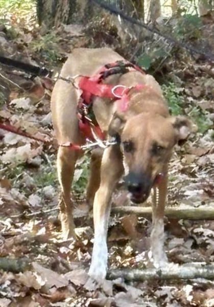 Miki,verträglich,gut sozialisiert,offen