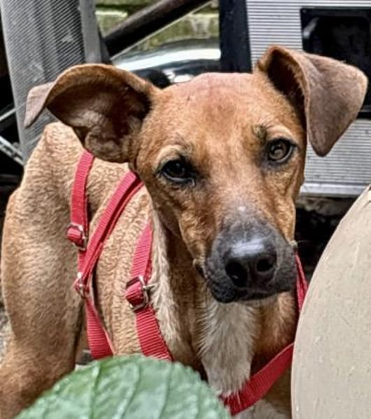 Miki,verträglich,gut sozialisiert,offen